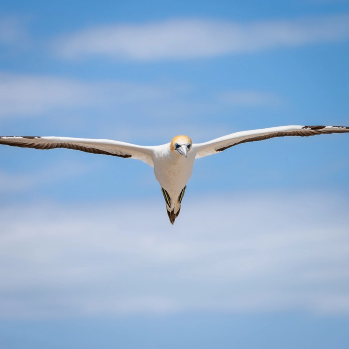 CapeKidnappers-3_thumb.webp