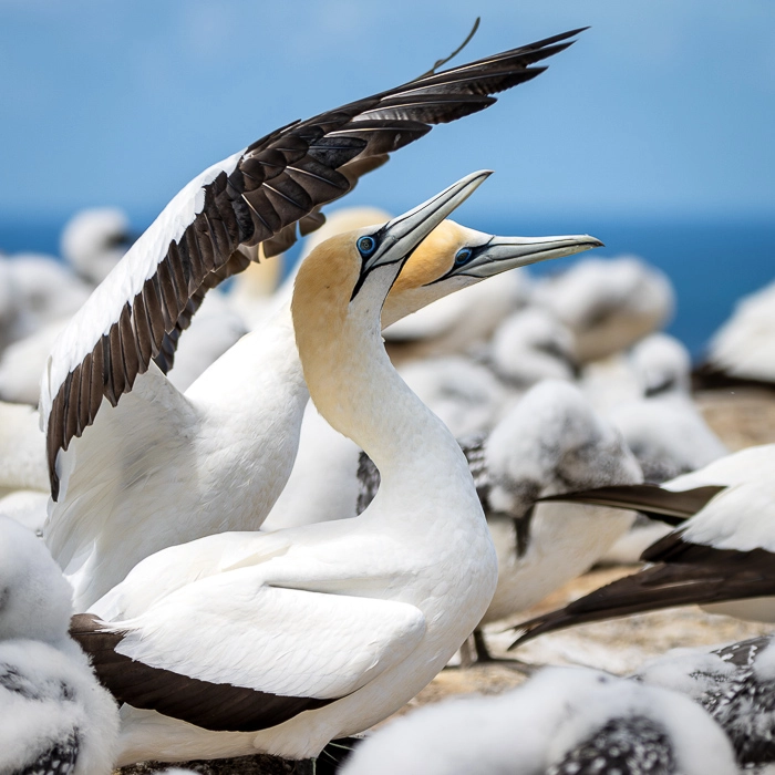 CapeKidnappers-6_thumb.webp